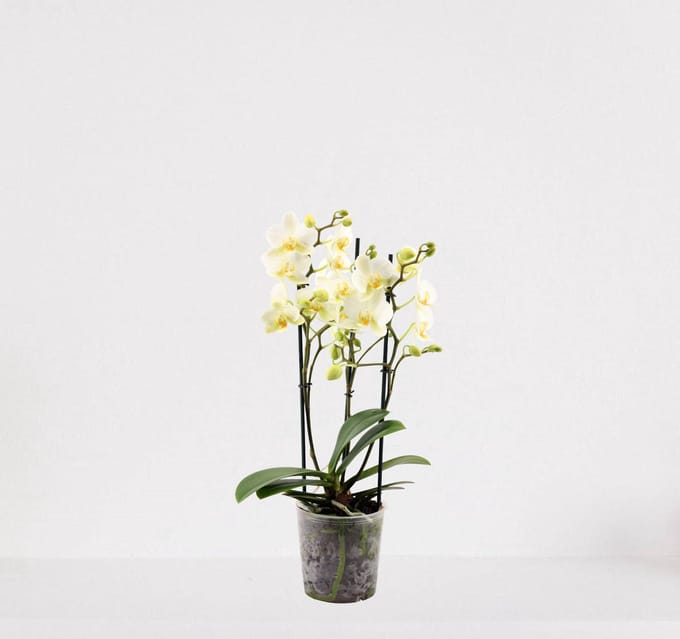 Phalaenopsis Multiflora wit – bloeiende witte Orchidee – kamerplant - 30-55cm - Ø12 – in kwekerspot – vers uit de kwekerij