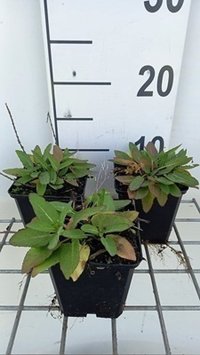 6x Struiksalie - Salvia nem. 'Sensation deep Blue' | 9x9 cm pot
