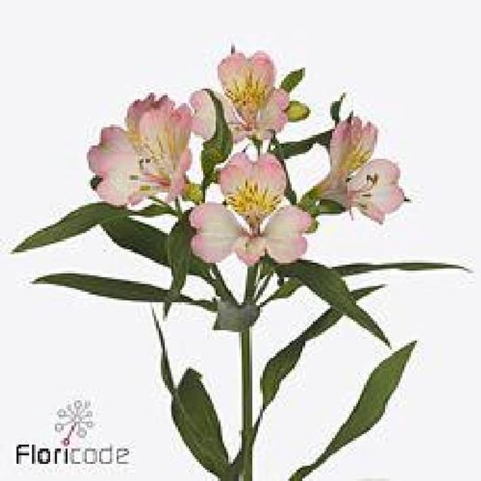10x Alstroemeria true dream 70cm