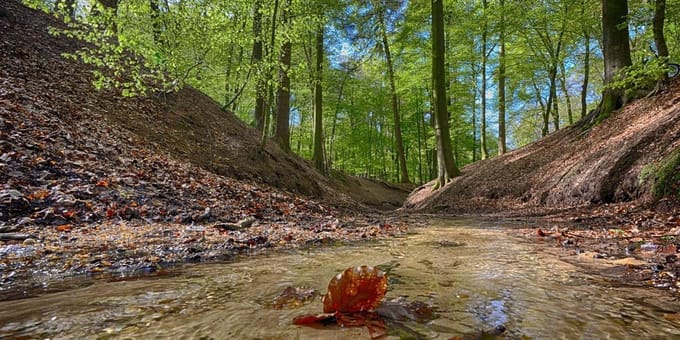 Fotobehang Beukenbos met bosbeek 450 x 260 cm - € 295,--
