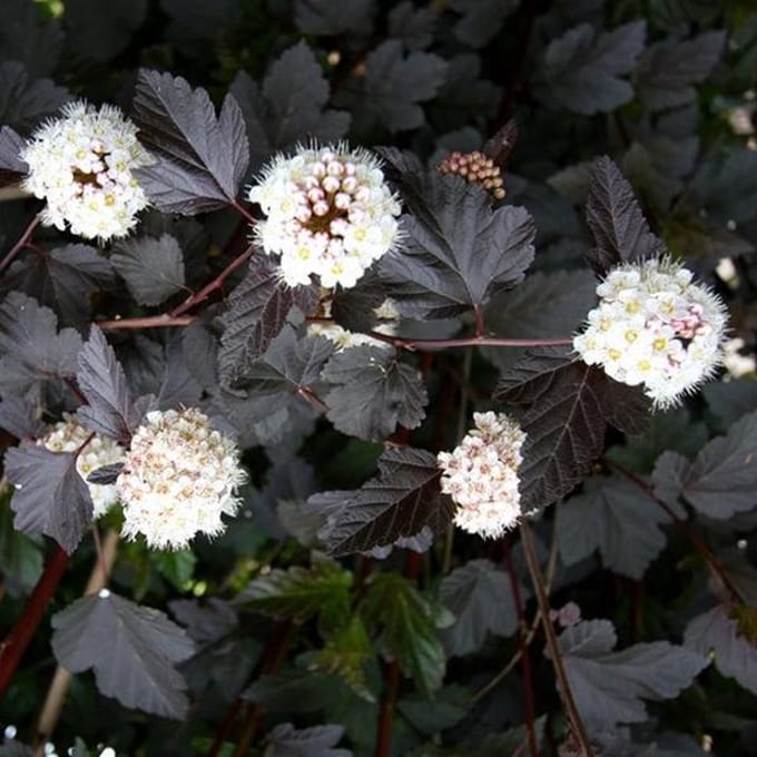 Physocarpus Opulifolius 'Red Baron' - Blaasspiraea 30-40 cm in pot