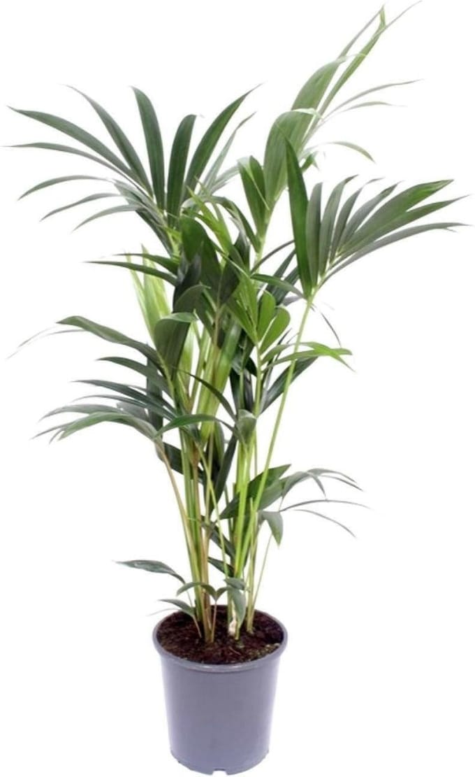 Kentia Palm - Howea Forsteriana 120cm -Ø21 Groene Kamerplant