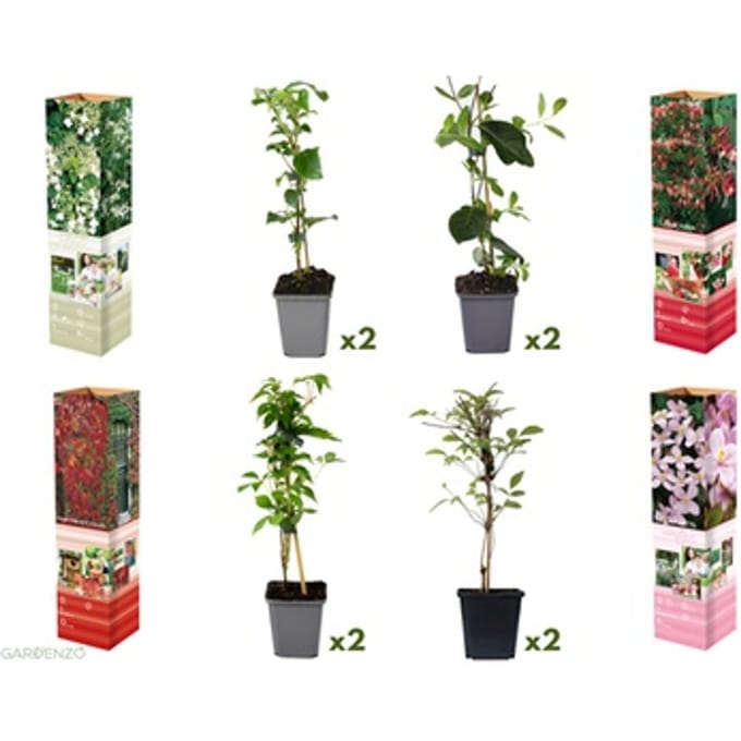 Mix van 8 bloeiende klimplanten