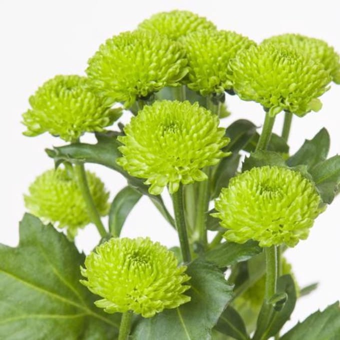 25x Chrysant san.country 50cm
