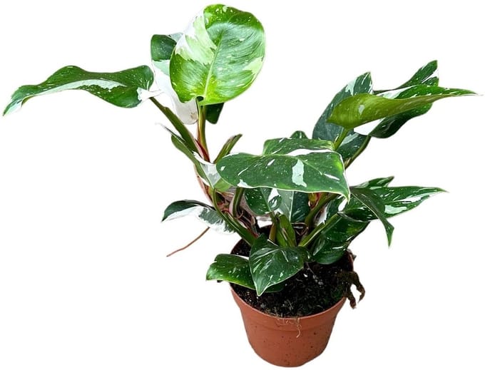 Philodendron White Princess Kamerplant Potmaat Ø17 cm |Vers Van De Kweker