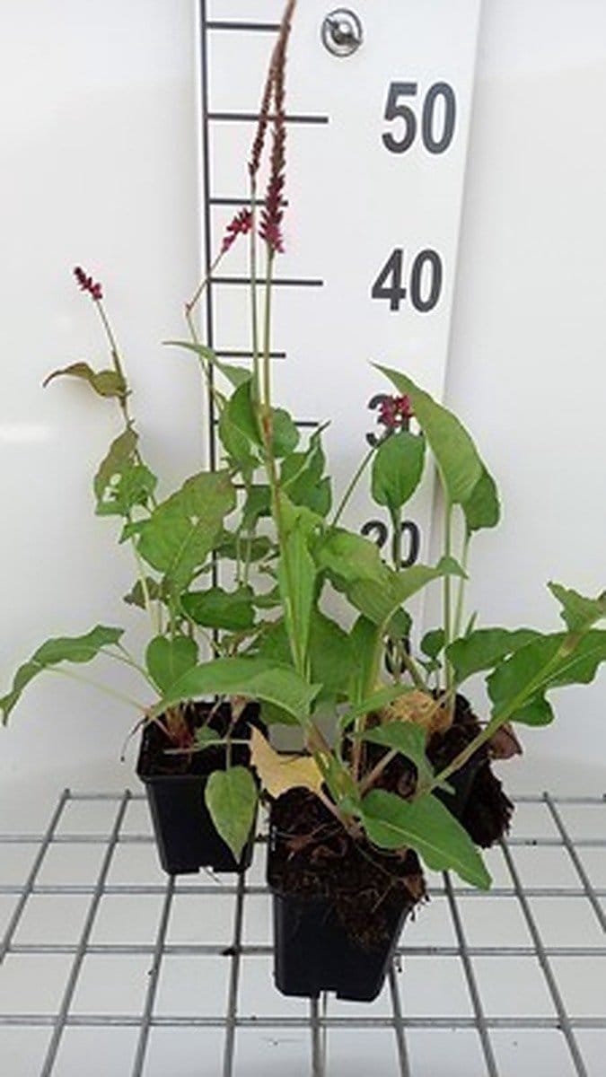 6x Duizenknoop - Persicaria ampl. 'Pinkfield' | 9x9 cm pot