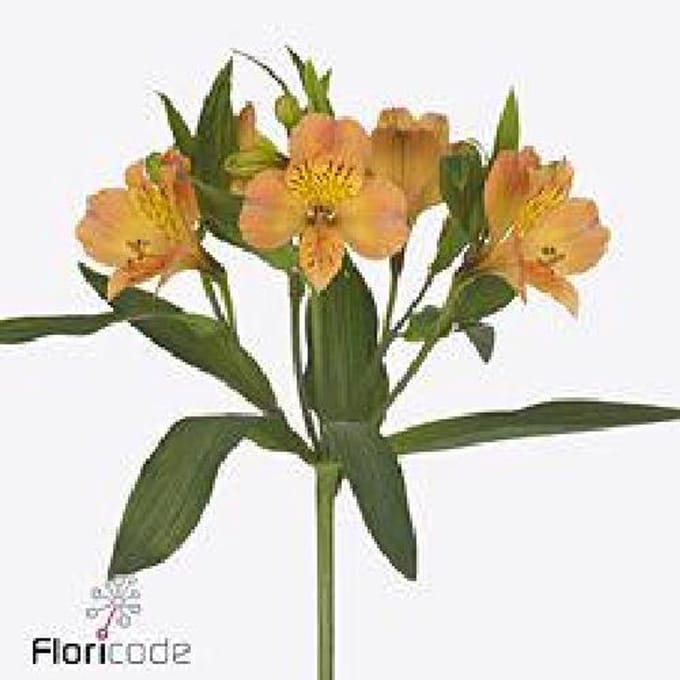 10x Alstroemeria aurora 70cm