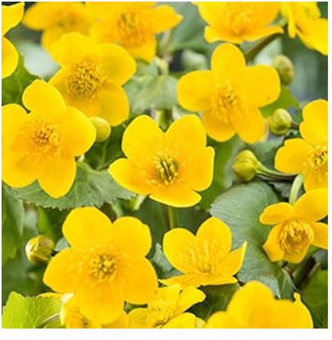Moerings Caltha Palustris | Dotterbloem | In 25CM Mand Kant en Klaar