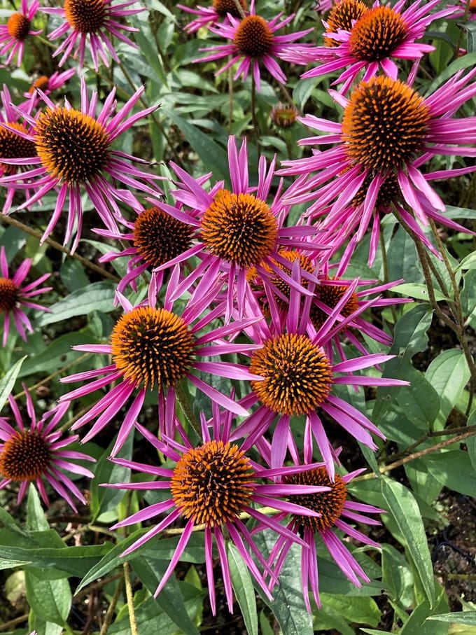 6 x Echinacea purpurea 'Pica Bella' - Zonnehoed in pot 9 x 9 cm