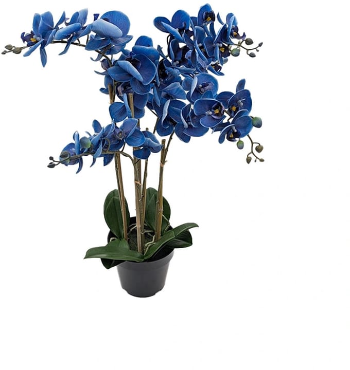 Kunst Phalaenopsis Orchidee In Pot x5 60 cm - Blue