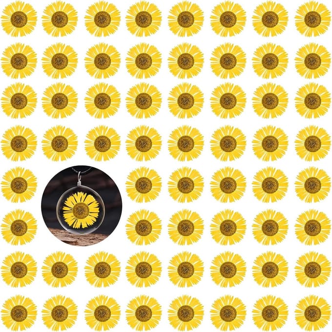 Gedroogde Chrysanten - Echte Bloemen - Hars Ambachten - Natuurlijk Geperst - 60 Stuks - Geel