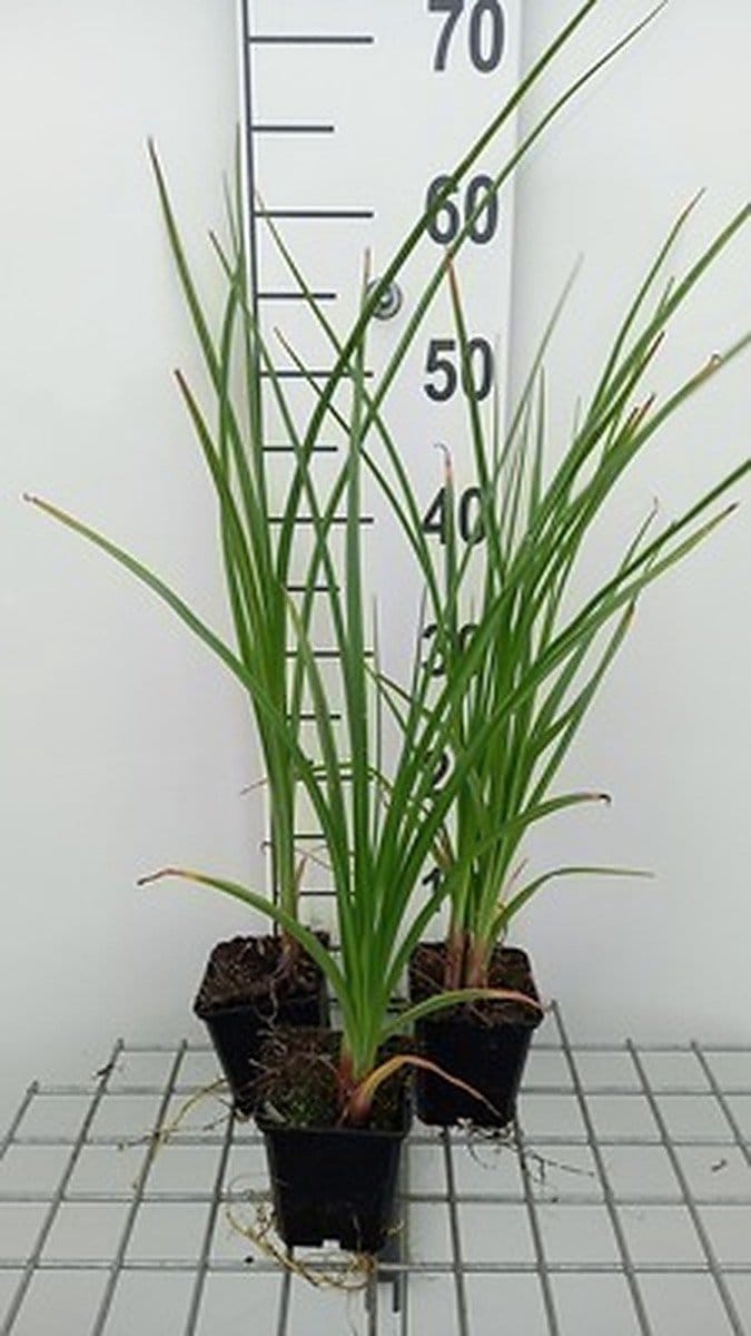 6x Vuurpijl - Kniphofia rooperi | 9x9 cm pot