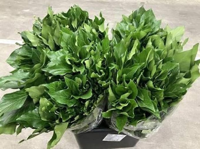 4x Sg hedera aborescens blad it 40cm