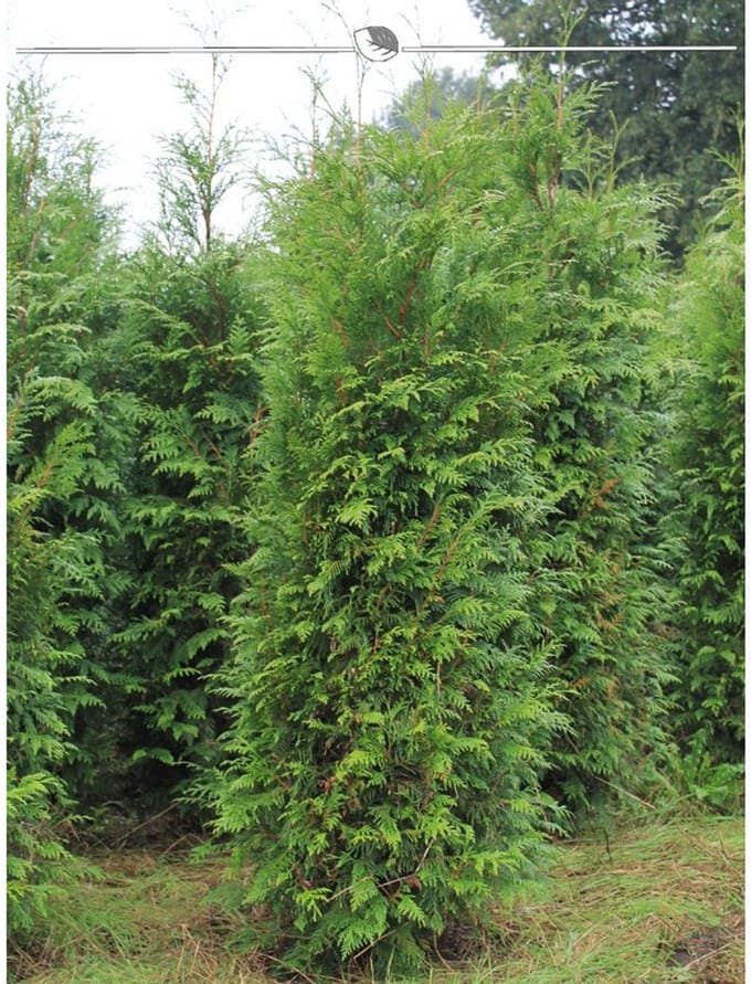 Levensboom Thuja plicata Atrovirens 140-160 cm, 20x Haagplant