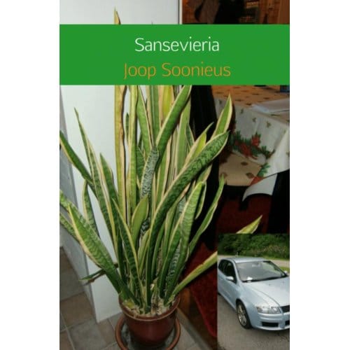 Sansevieria - Joop Soonieus