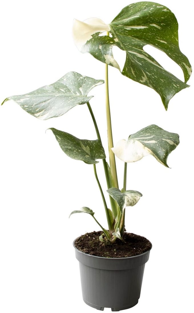 Monstera Thai Constellation - Hoogte 25cm - Pot 12cm