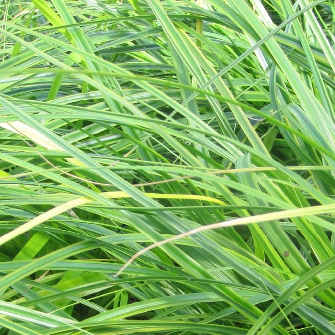 6x Zegge - Carex oshimensis 'Everlime'® - Pot 9x9cm
