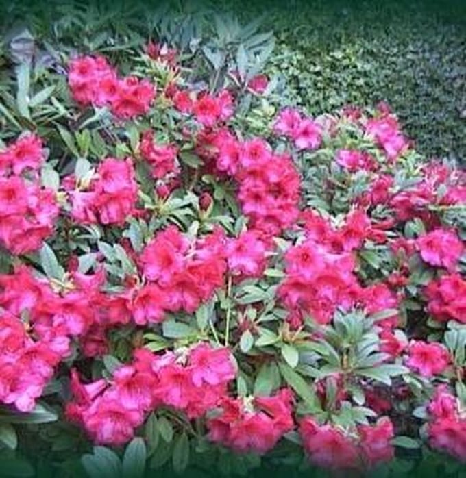 Rhododendron 'Elizabeth' - Rhododendron 20-30 cm pot