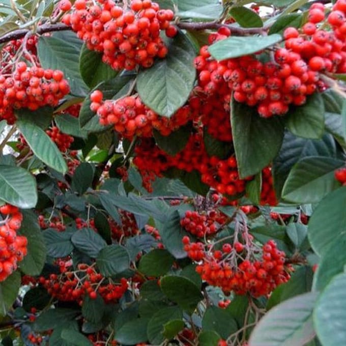 Cotoneaster Lacteus - Dwergmispel 40-60 cm in pot