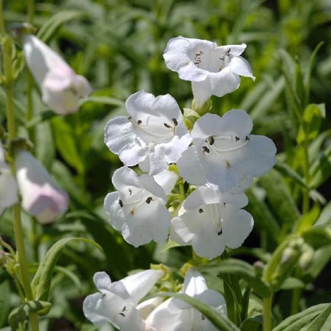 6 x Penstemon 'White Bedder' - Schildpadbloem Pot 9x9 cm - Witbloeiende Borderplant