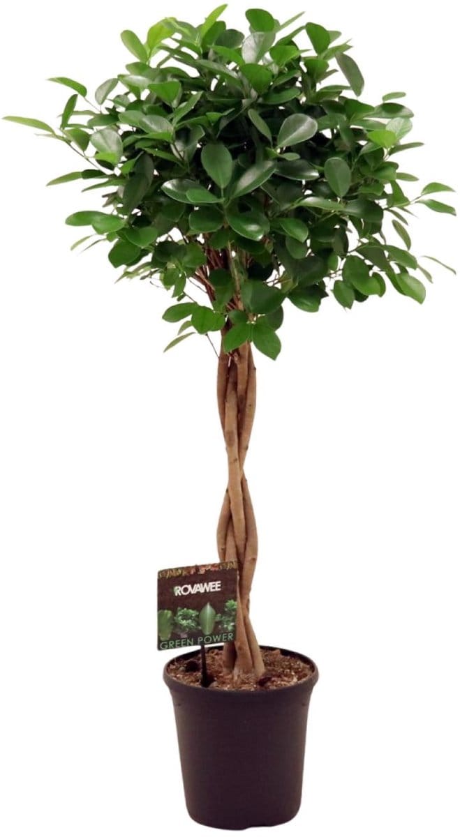 Ficus Microcarpa Moclame 110cm hoog - Kamervijg Ø23cm - Gedraaide stam