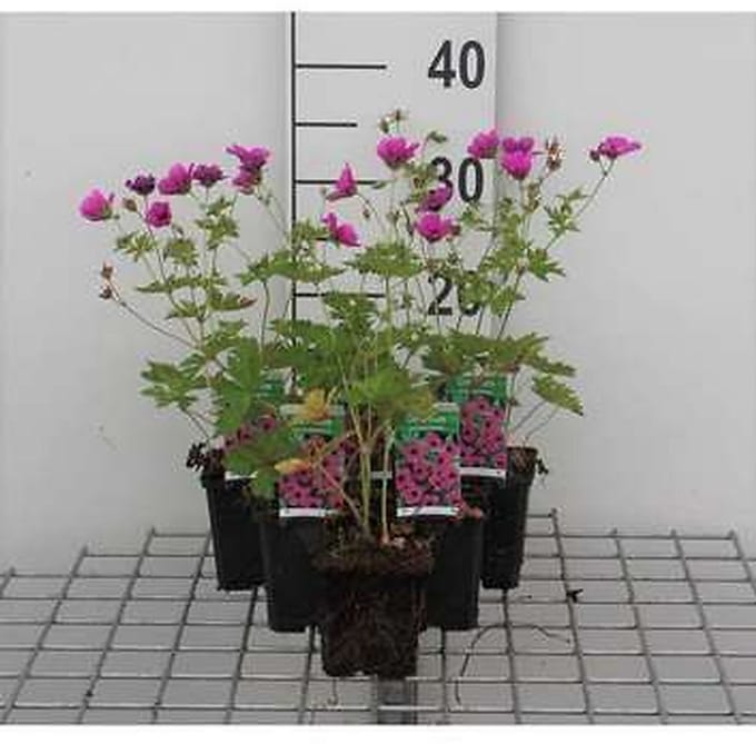 6x Ooievaarsbek - Geranium psilostemon | 9x9 cm pot