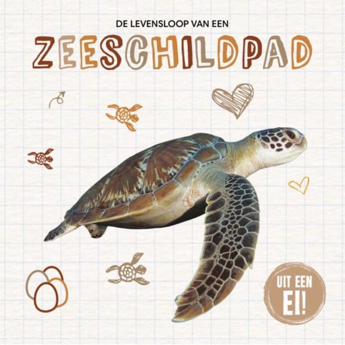 De Levensloop Van Een Zeeschildpad - Uit Een Ei! - Madeline Tyler