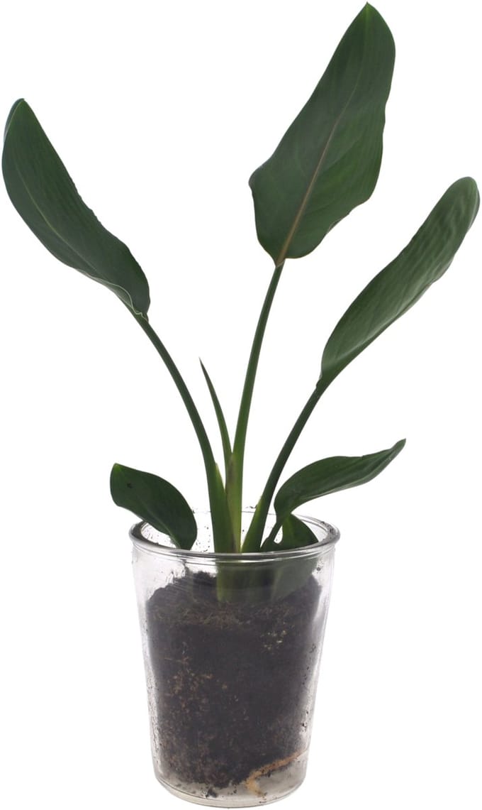 Strelitzia | Paradijsvogelplant | 35cm | Vaas glas