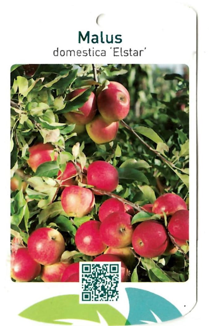 Oosterik home - Malus Domestica Elstar