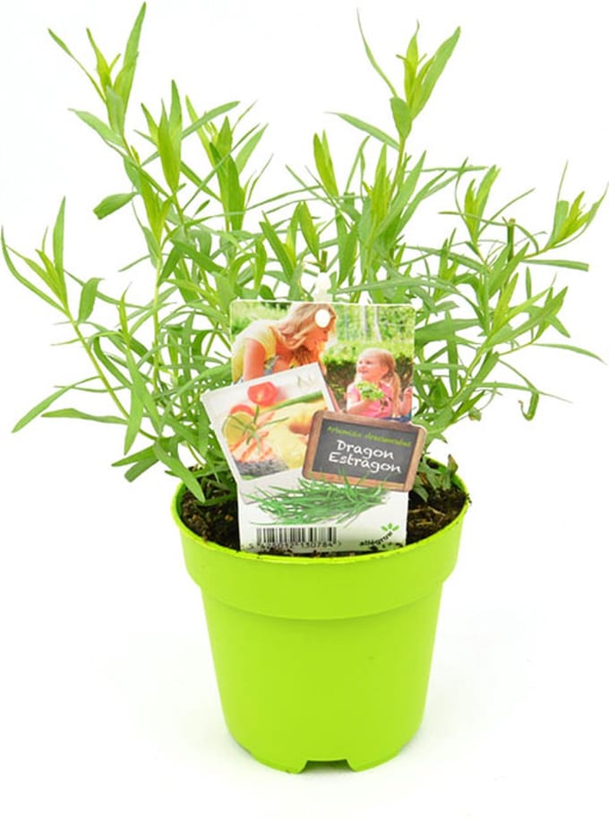 Dragon – 2 Kruidenplanten – Artemisia dracunculus – Verse Dragon – Meerjarig Keukenkruid – Kruidentuin & Moestuin