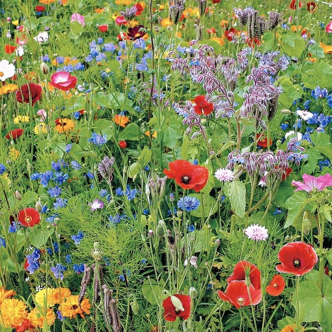 Buzzy Gemengde Wilde Bloemen Zaden Voor Zeker 25m2 - Garden Select