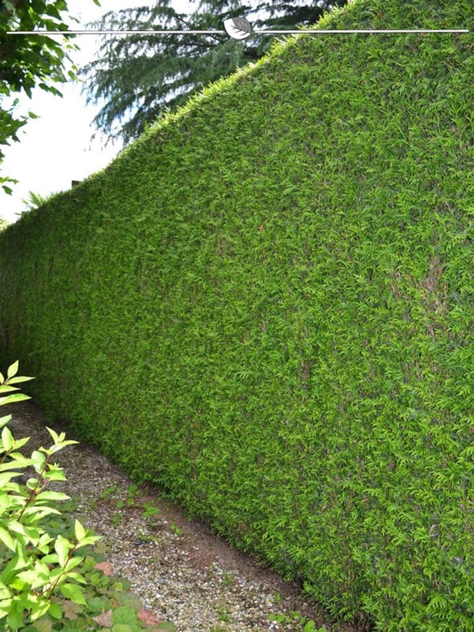 Levensboom Thuja plicata Martin 160-180 cm, 5x Haagplant