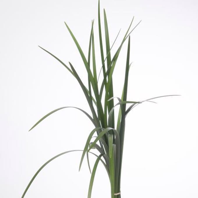 5x Sg lily gras