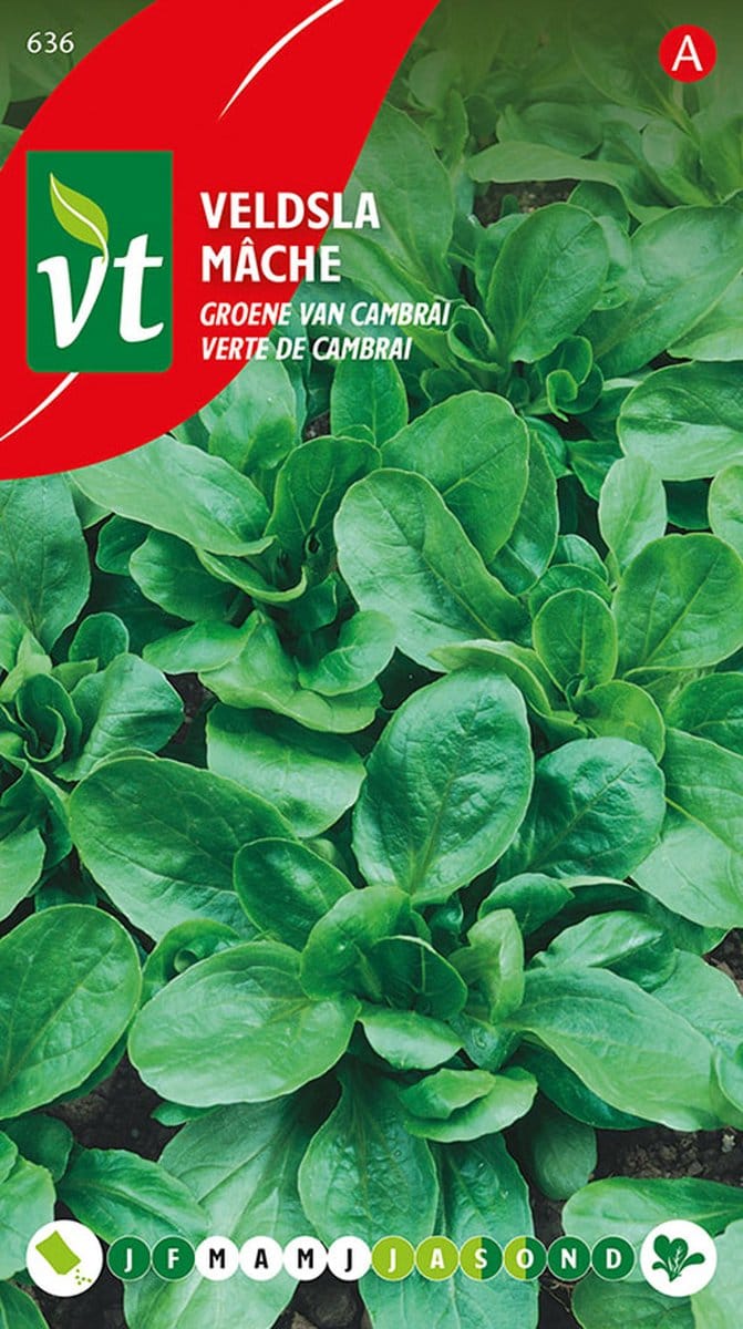 Veldsla Groene Cambrai - Kleinbladige en Donkergroene Veldsla