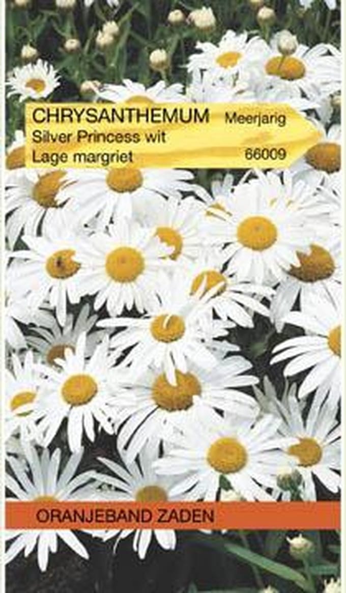 Chrysanthemum, Lage Margriet Silver Princess