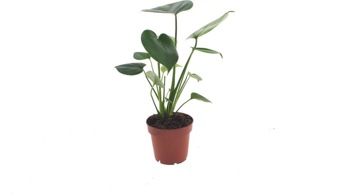 Monstera Deliciosa Tauerii | 35cm