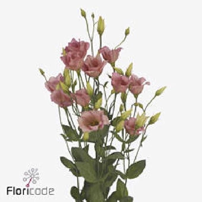 10x Eust.botanic apricot en 70cm