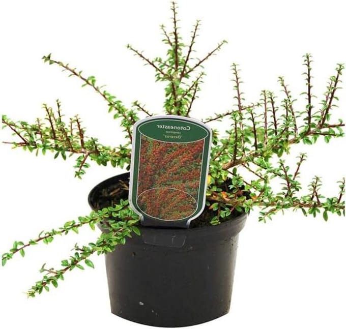 Dwergmispel Struik - Bodembedekker Sierstruik - Tuin Decoratie - Wintergroen Lage Groei - 30-40cm Pot - Wit Groen