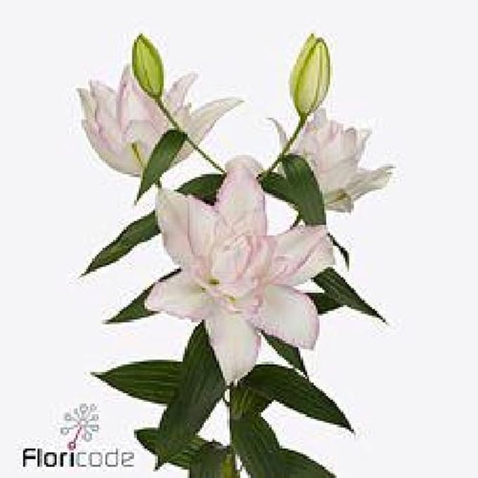 10x Lil.roselily anouska 80cm