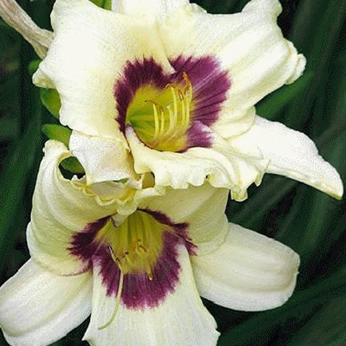 6 x Hemerocallis 'Pandora'S Box' - Daglelie pot 9x9cm