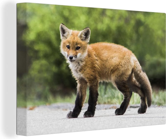 Canvas Schilderij Vos - Puppy - Weg - 30x20 cm - Wanddecoratie