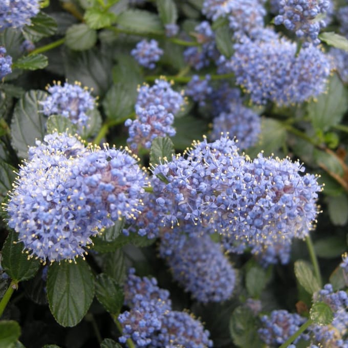 CEANOTHUS THYRSIFLORUS REPENS - Amerikaanse sering 25-30 cm in pot