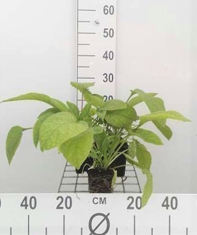 6x Smeerwortel - Symphytum grandifl. 'Wisley Blue' | 9x9 cm pot