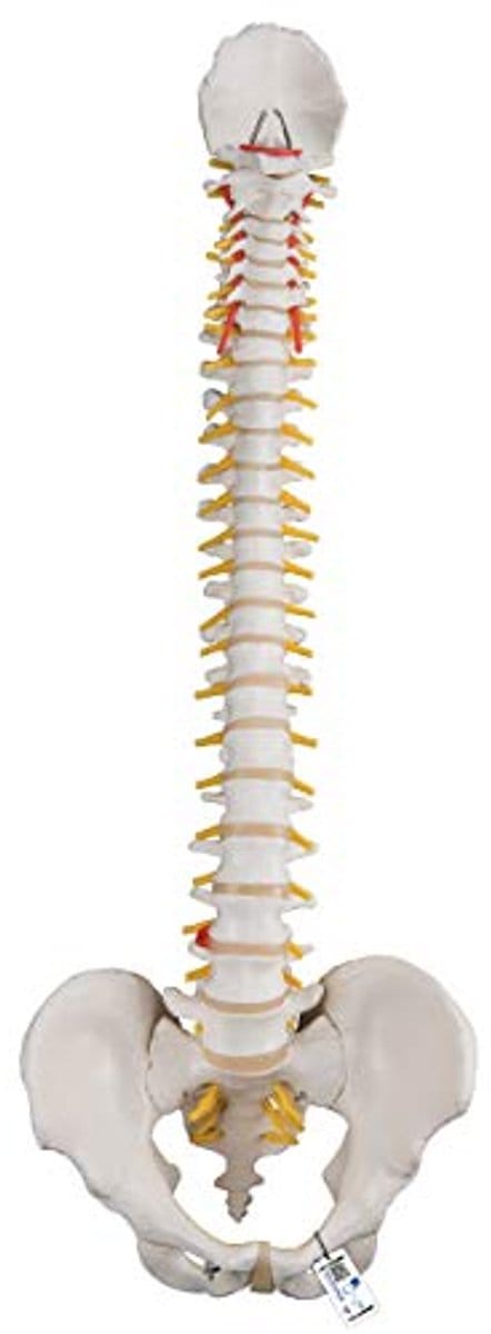Mini-torso met Flexibele Wervelkolom en Anatomiesoftware