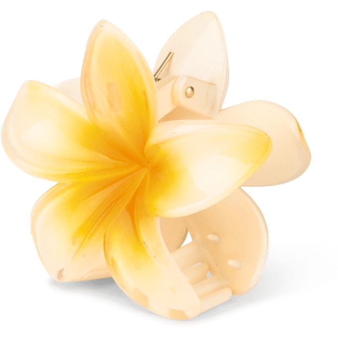Sui Ava Plumeria Hawaii Big Light Yellow 1 st