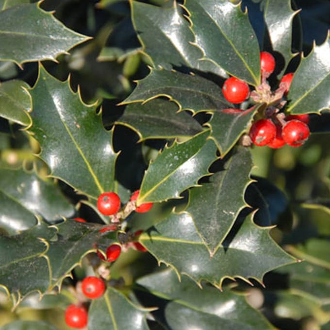 Hulst - Ilex aquifolium ' Alaska' 40-60 cm