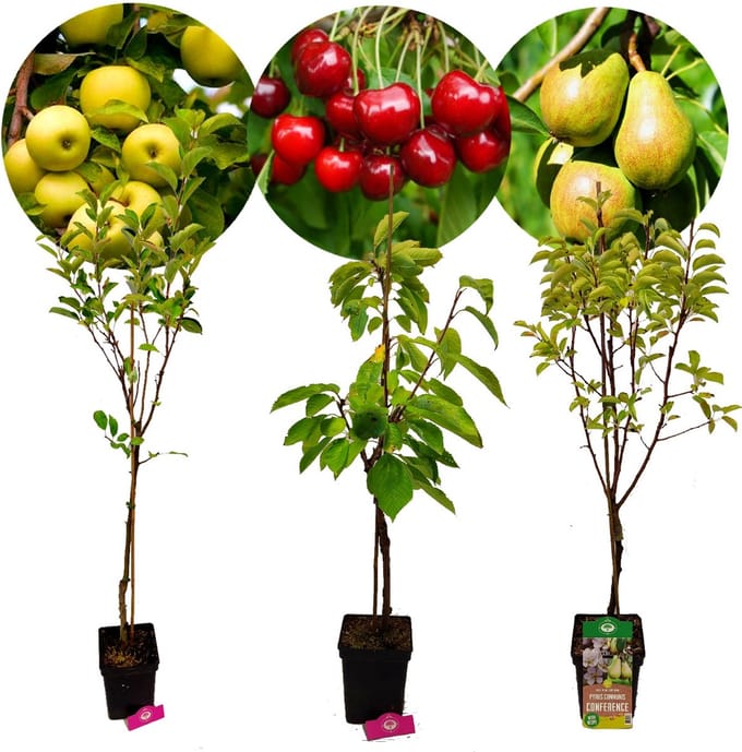 Set van 3 fruitbomen - 1 Appel, 1 Peer, 1 Kers - Hoogte +100cm - 5 Liter pot - Mix B