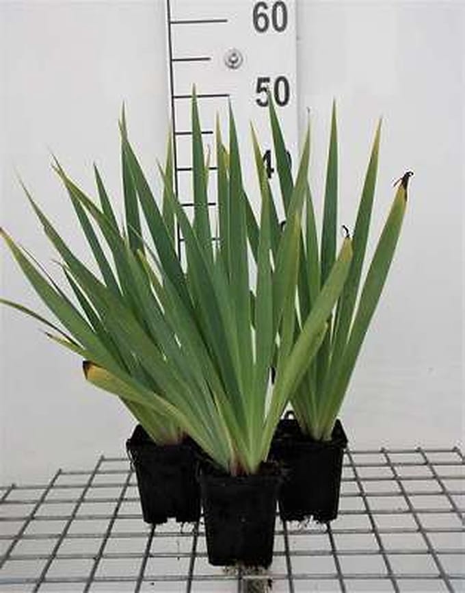 6x Blauwogengras - Sisyrinchium striatum (lutescens) | 9x9 cm pot