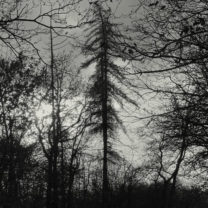 Curse All Kings - Feral Earth (LP) (Limited Edition) (Coloured Vinyl)