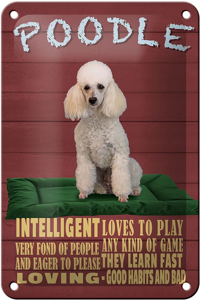 Blechschild Spruch 12x18cm Hund Poodle loves to play
